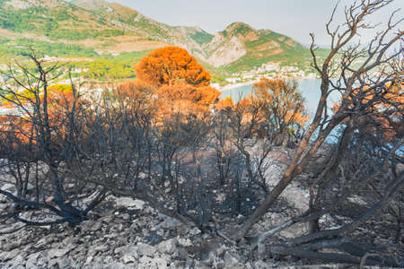 In the mountains after the fire of 2017 in Sutomore, Montenegroの写真素材