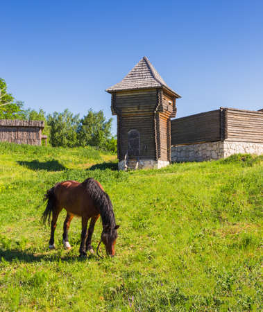 Horse pasture on meadow of village.の写真素材