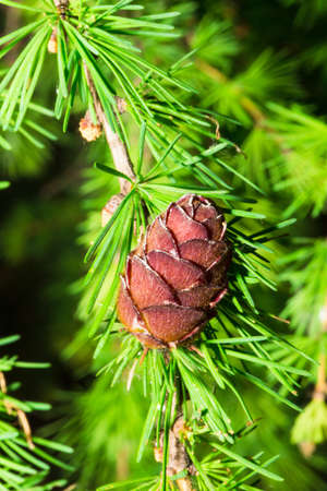 fresh cone on a larch in the spring