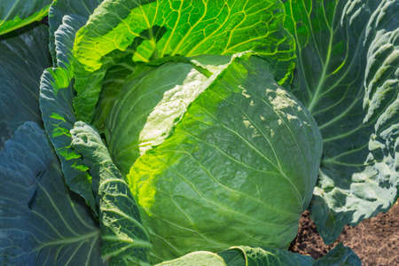 close-up of fresh cabbage in the vegetable gardenの写真素材