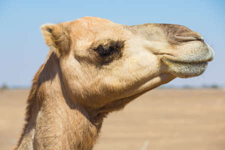 Desert landscape with camel. Sand, camel and blue sky with clouds. Travel adventure background.