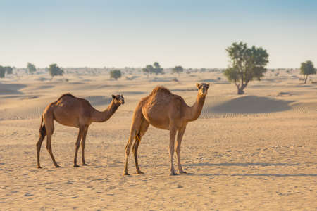 Desert landscape with camel. Sand, camel and blue sky with clouds. Travel adventure background.の写真素材