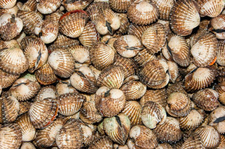 Fresh seafood photographed in fish market