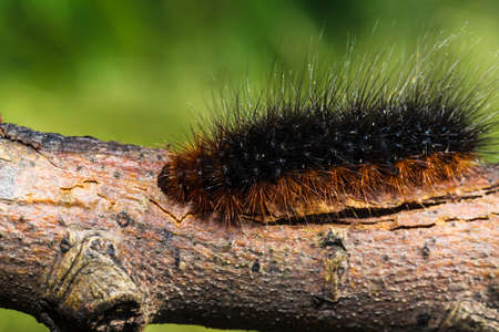 Brown fluffy caterpillar creeping along a branchの写真素材