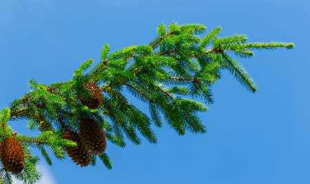 branch with pine cones against the skyの写真素材