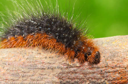 Brown fluffy caterpillar creeping along a branchの写真素材