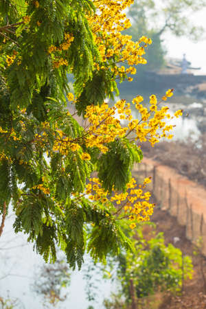 Blooming yellow acacia warm Sunny summer dayの写真素材