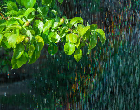 The branch of pear tree in the rainの写真素材