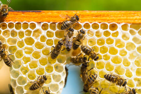 Close up view of the working bees on honey cellsの写真素材