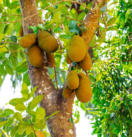Large jackfruit on the trees in the jungles of India
