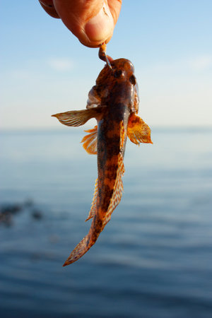 Fish caught on a hookの写真素材