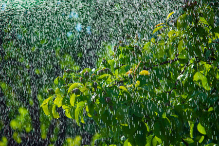 The branch of pear tree in the rainの写真素材