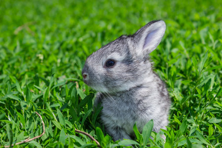 Little gray rabbit sunny day on the green lawnの写真素材