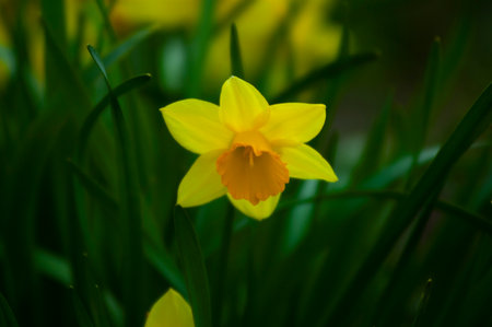 Amazing Yellow Daffodils flower field in the morning sunlight. The perfect image for spring...