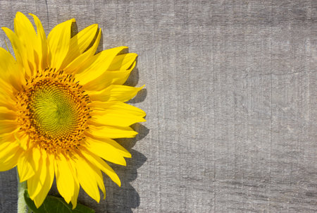 Frame of sunflowers on the old boardの写真素材