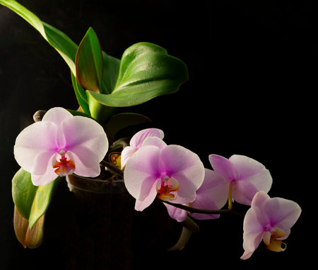 Flowers orchids in a greenhouse for decorationの写真素材