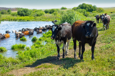 Cows wade cross the river in the countryside