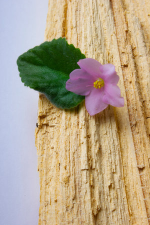 Flower with leaves on wooden backgroundの写真素材