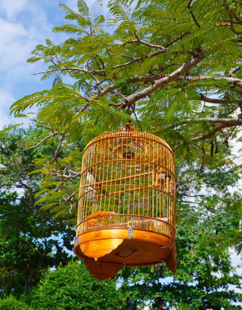 Cage with birds on acacia branchesの写真素材