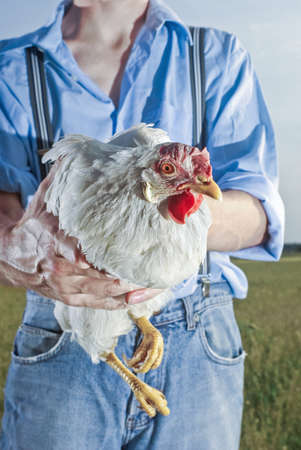 farmer is holding his best chicken towards the cameraの写真素材