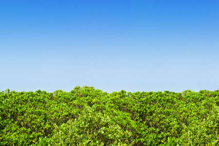 juicy green hedge row in front of a perfect blue sky ...well actually its the upper part of a mangrove forest but it looks pretty much like a hedge to me ;) の写真素材