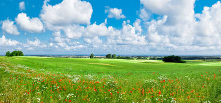 scenic view over a wild meadow towards the baltic sea, germanyの写真素材