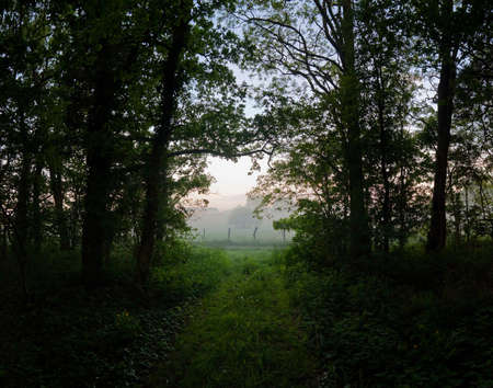 looking out of the woods at the early morningの写真素材