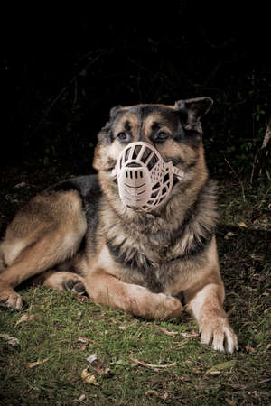 German Shepherd dog wearing a muzzleの写真素材