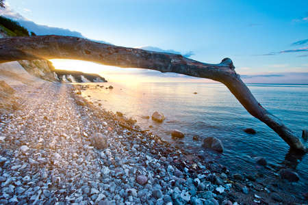 sun setting over the ocean behind a dead tree on the island of ruegen, germanyの写真素材