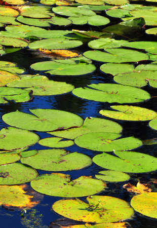 Lotus leafs of all sizes in a pond の写真素材