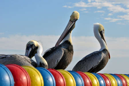 Pelicans enjoying a sunny day at St  Mary s Island, Tampa の写真素材