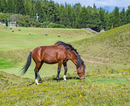 A horse in a field eating grass and relaxing, on a sunny day の写真素材
