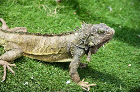 Iguana enjoying the summer weather at a park in Guayaquil, Ecuadorの写真素材