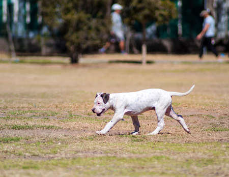 A dog excersicing and walking in a parkの写真素材