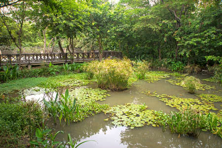 Small pond and bridge in a national park in the city of Guayaquil, Ecuador, on an overcast day.の写真素材