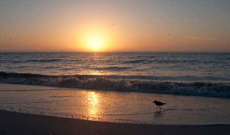 Seagull bird in silhouette walking on the beach searching for food. Florida, USA.の写真素材
