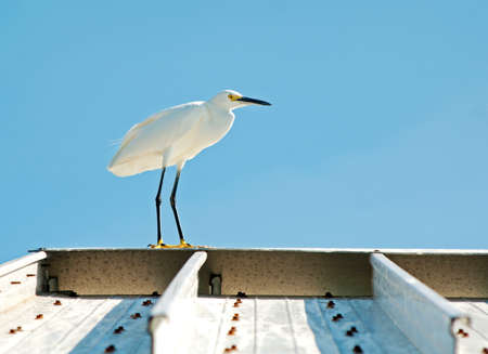 A white seagull standing on top of a beach safeguard house on a sunny summer day, Clearwater Beach, Florida, USA.の写真素材