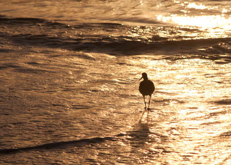 Seagull bird in silhouette walking on the beach searching for food. Florida, USA.