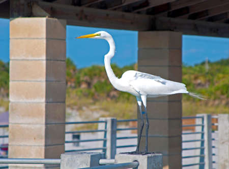 Big White Heron on a handrail looking forward on to the distance. Hudson Beach, Florida, USA.の写真素材