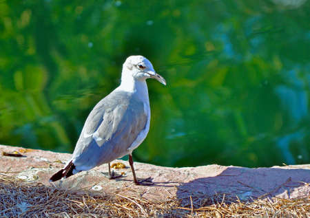 A seagull standing on a ledge at a zoo looking to the camera, Tampa, Florida, USA.の写真素材