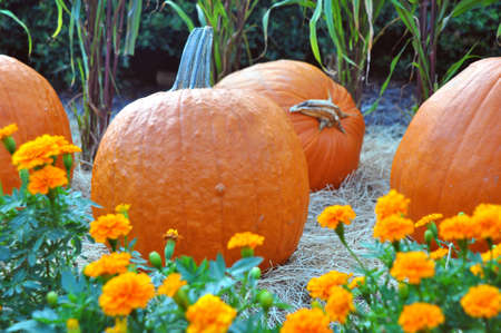 Several orange pumpkins in a field surrounded with orange flowers at an amusement park in Tampa, Florida, USA.の写真素材