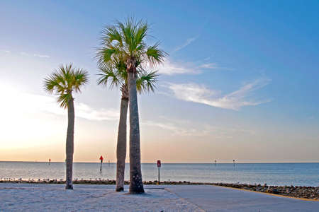 Palm trees on the Hudson Beach boulevard on a beautiful summer afternoon. Hudson Beach, Florida, USA.の写真素材