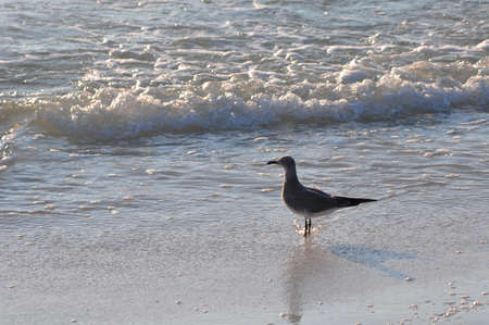 Seagull bird at the beach walking on the sand with the ocean in the background. Clearwater Beach,...