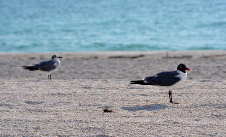 Seagull birds at the beach walking on the sand with the ocean in the background. Clearwater Beach, Florida, USA.の写真素材
