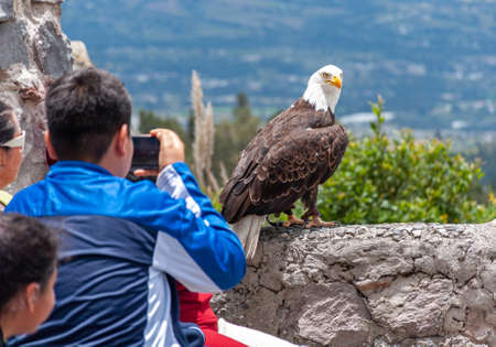 Tourists and visitors taking photos of a beautiful bald eagle, at a conservation park, near Otavalo, Ecuador.の写真素材