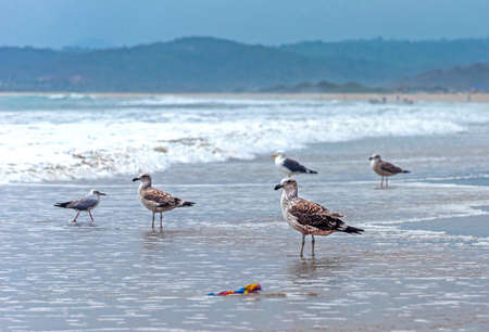 Seagulls on the beach sand in front of the ocean looking for food. San Pedro, ManabÃ­, Ecuador.の写真素材