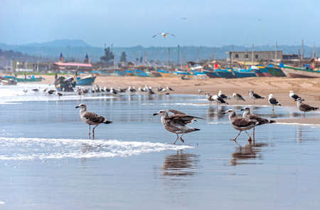 Seagulls on the beach sand in front of the ocean looking for food. San Pedro, ManabÃ­, Ecuador.の写真素材