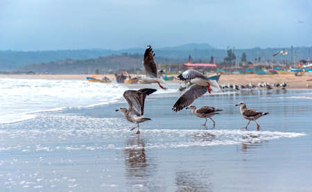 Seagulls at the beach taking flight and others flying, with the ocean and fishing town in the background. San Pedro, Manabi, Ecuadorの写真素材
