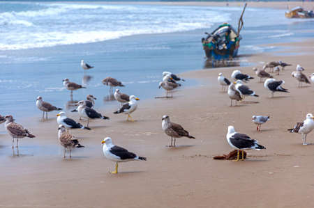 Seagulls on the beach sand in front of the ocean looking for food. San Pedro, ManabÃ­, Ecuador.の写真素材