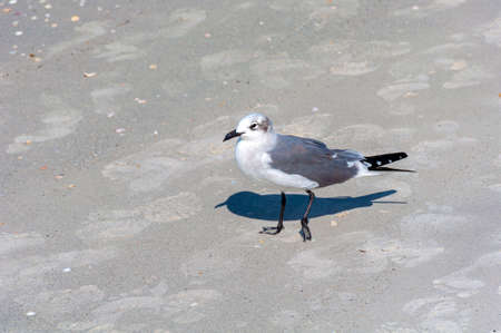 Seagull walking on the sand looking for food, on a sunny morning. Bell Air Beach, Florida, USAの写真素材